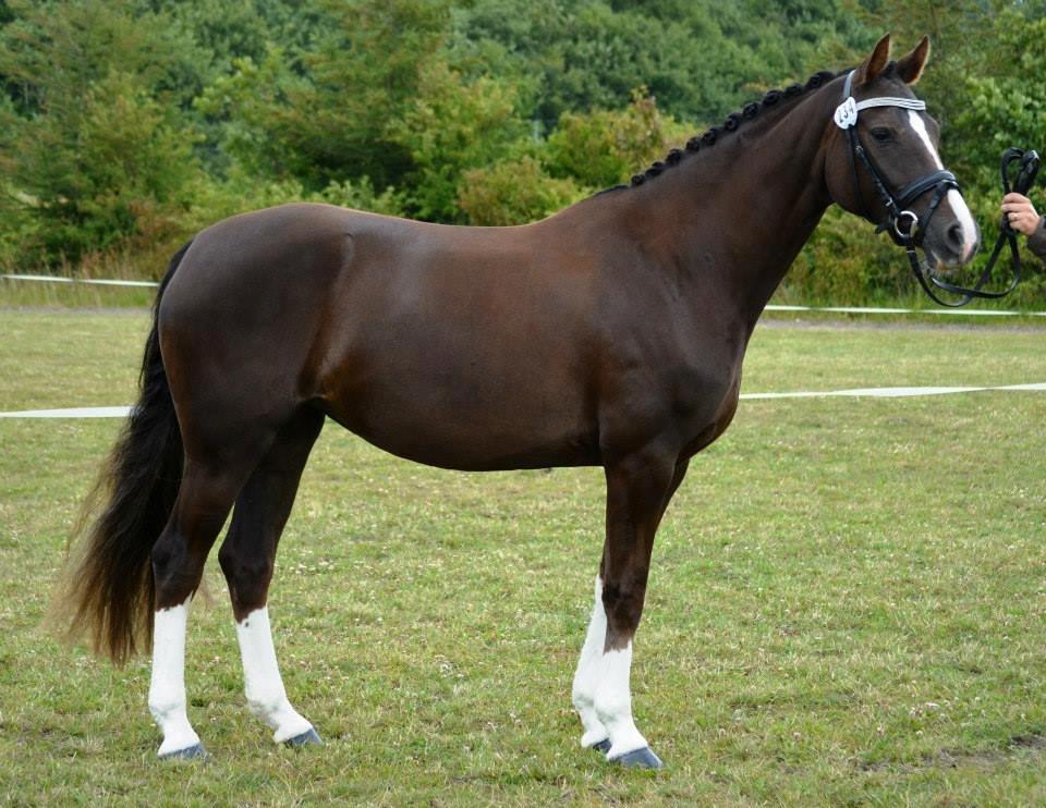 Welsh Partbred (Sec F) Struntze's MasterPiece BRSDH 630 - Landsskue 2014 billede 49