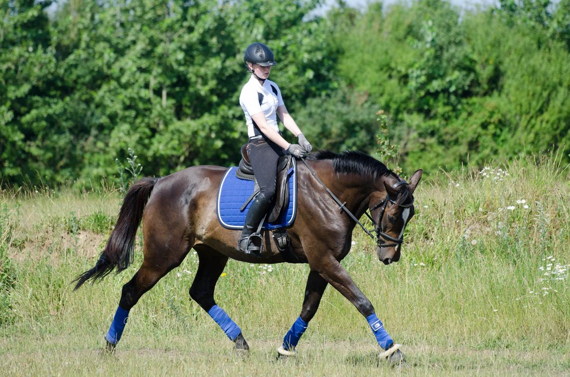 Dansk Varmblod Stald Nyborgs Chantell - Dressurundervisning v. Helge Brosbøll d. 10.07.2014 - Über stjernehest! <3 . Foto: Anita Rasmussen billede 5