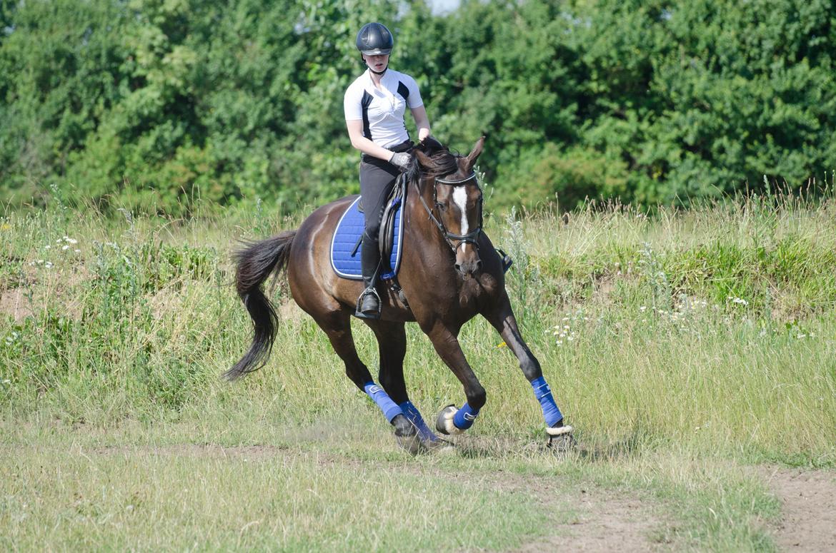 Dansk Varmblod Stald Nyborgs Chantell - Dressurundervisning v. Helge Brosbøll d. 10.07.2014 - Über stjernehest! <3 . Foto: Anita Rasmussen billede 10