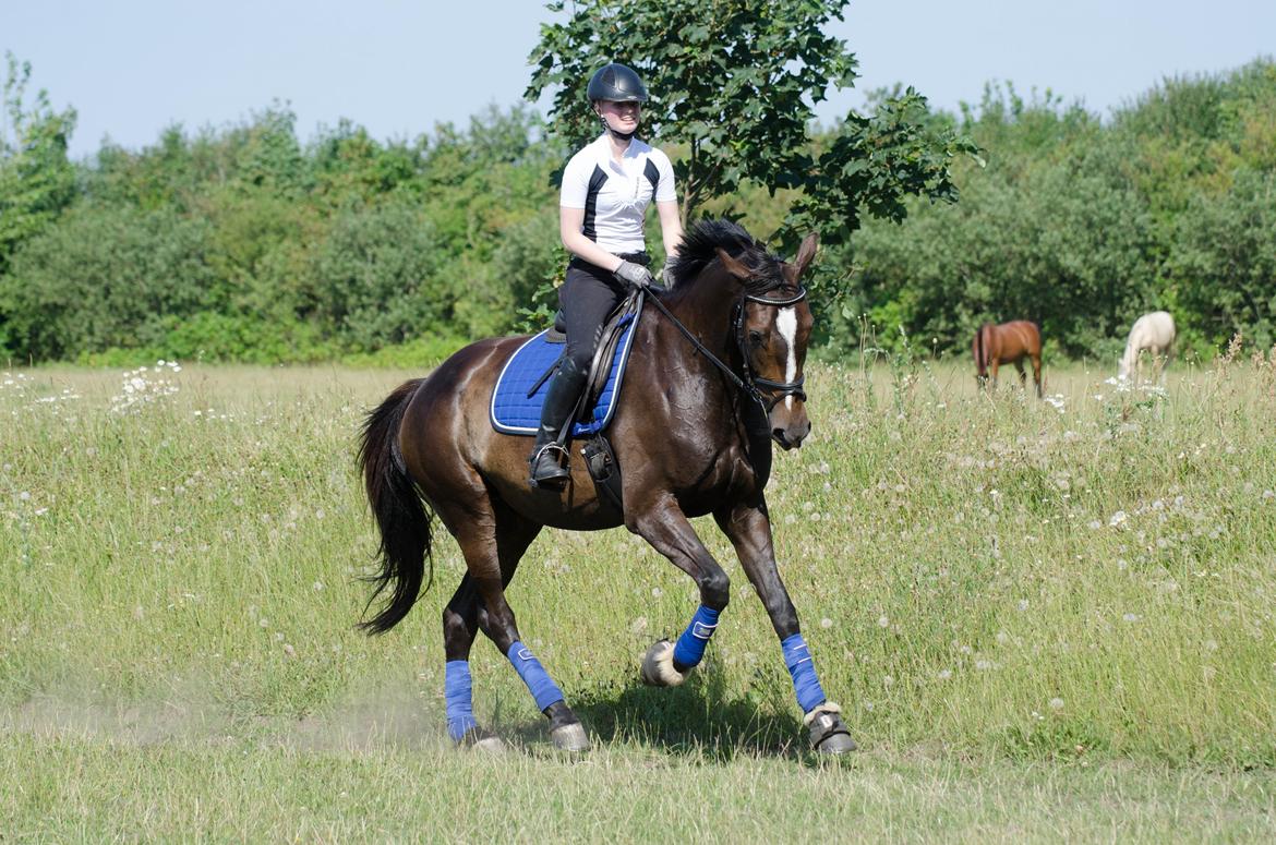 Dansk Varmblod Stald Nyborgs Chantell - Dressurundervisning v. Helge Brosbøll d. 10.07.2014 - Über stjernehest! <3 . Foto: Anita Rasmussen billede 20