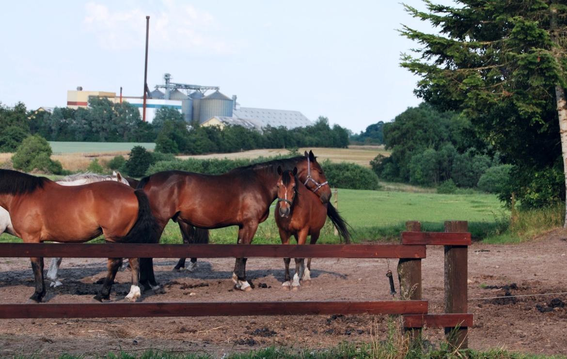 Anden særlig race Thilo Søndergaard - 10-07-14 Thilo er faldet i søvn med hovedet på Pimpernel - det er hårdt at vokse i sommerheden <3 (Undskyld for den dårlige kvalitet..) billede 9
