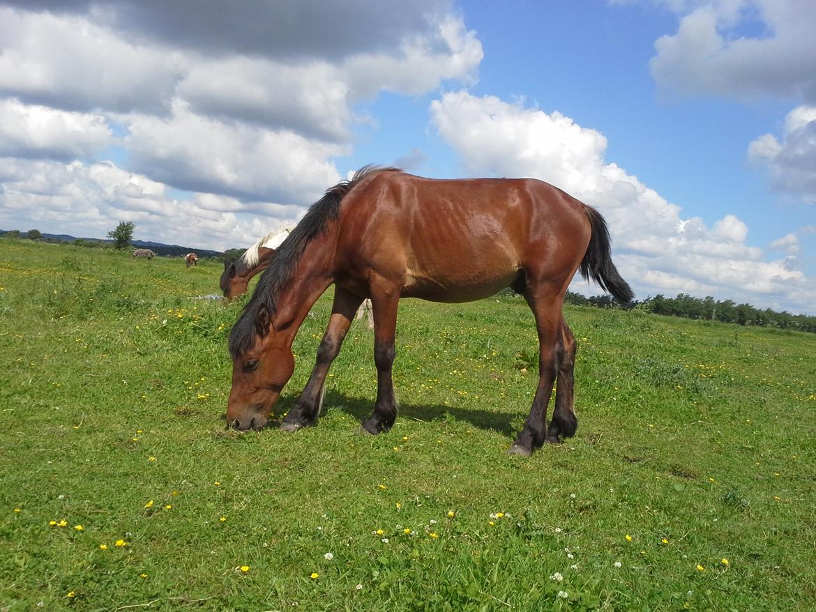 Anden særlig race Højersmindes Pegasus billede 6