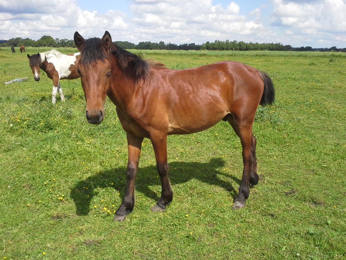 Anden særlig race Højersmindes Pegasus billede 7