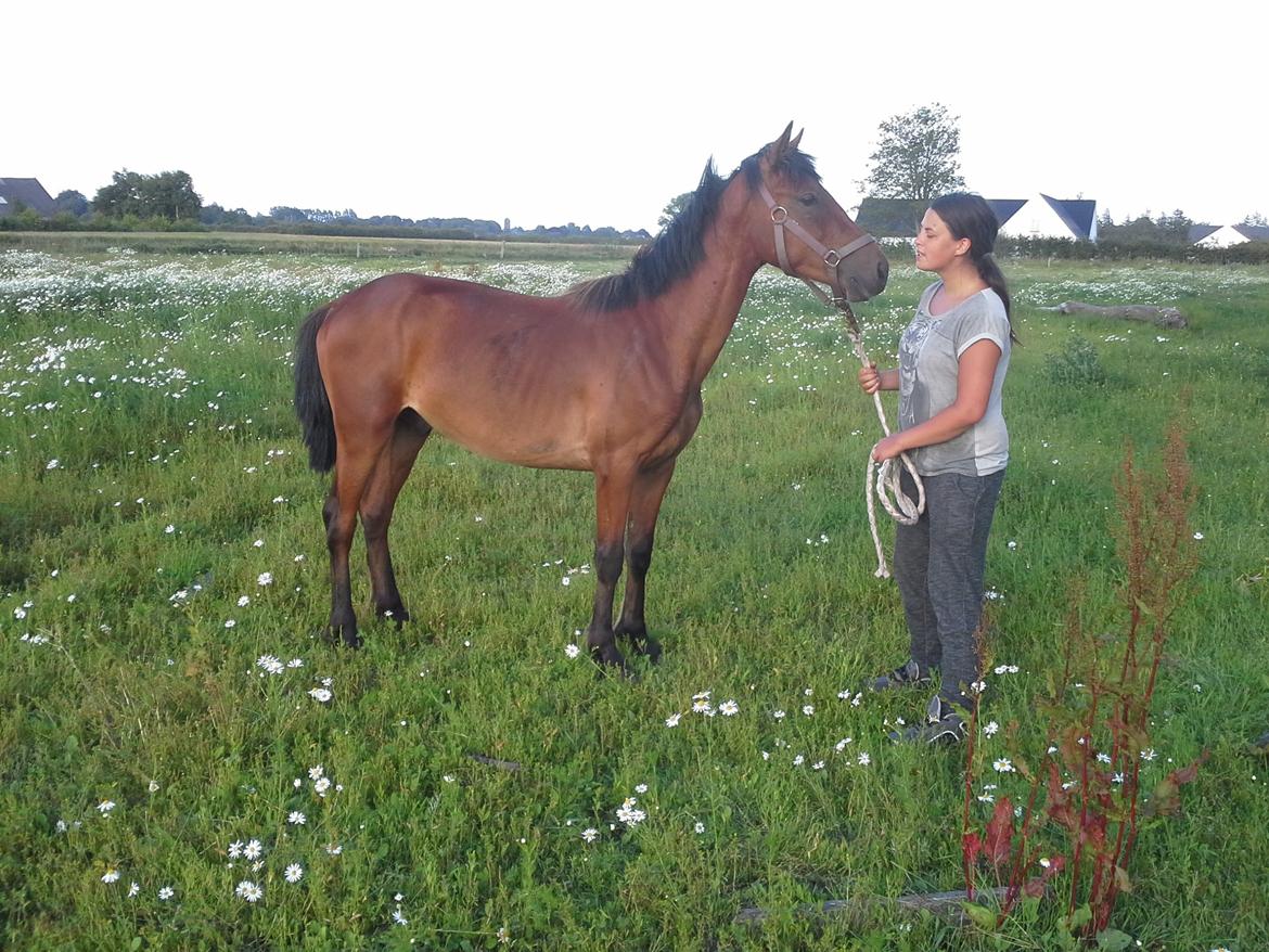 Anden særlig race Højersmindes Pegasus billede 1