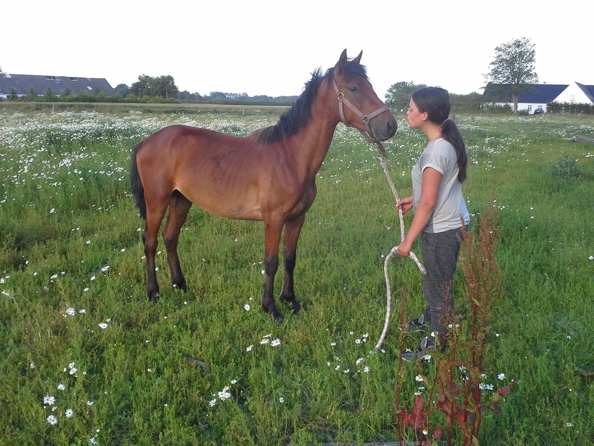 Anden særlig race Højersmindes Pegasus billede 2