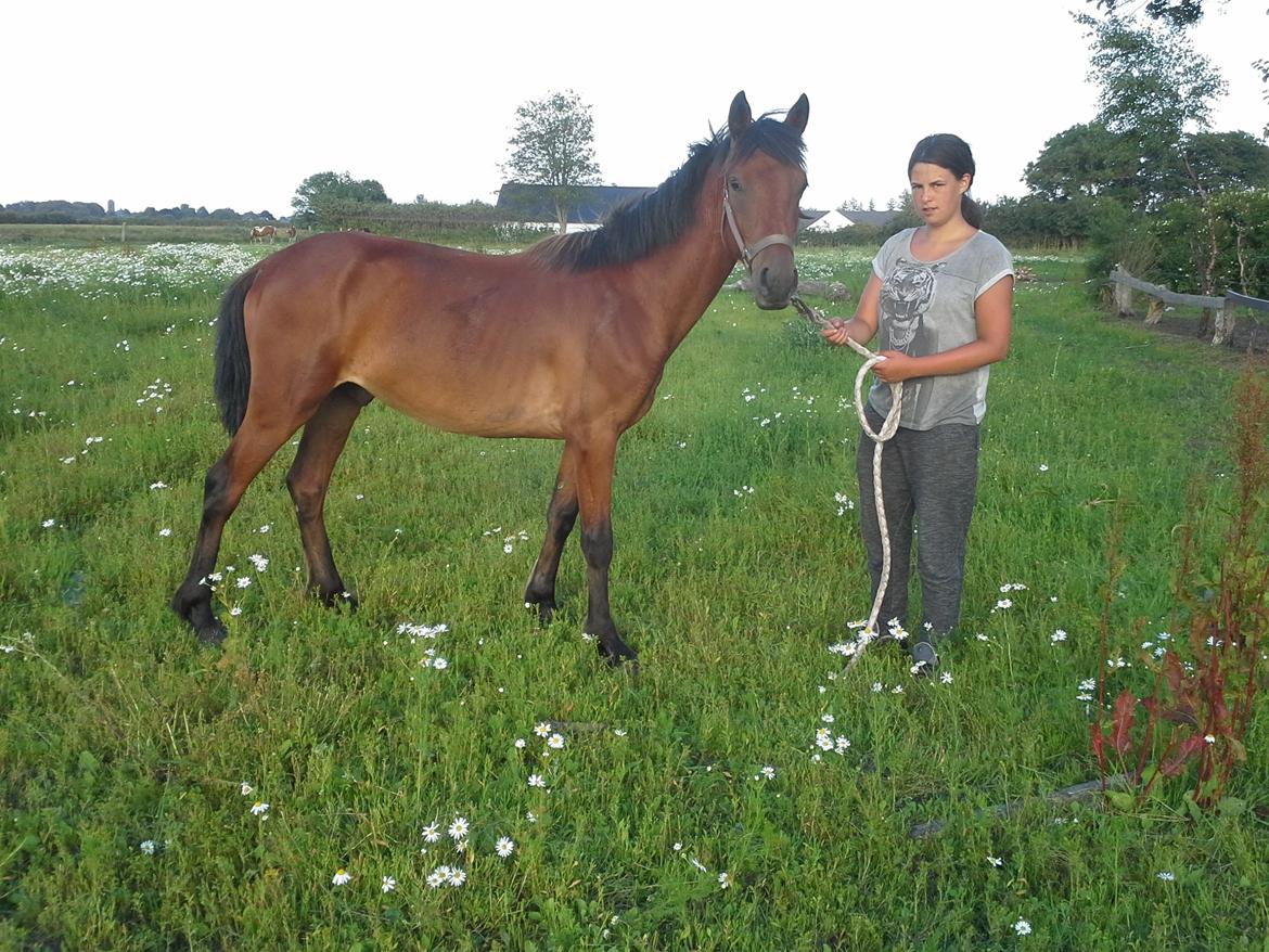 Anden særlig race Højersmindes Pegasus billede 3