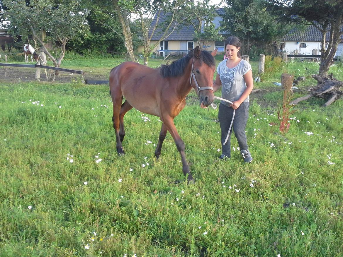 Anden særlig race Højersmindes Pegasus billede 5