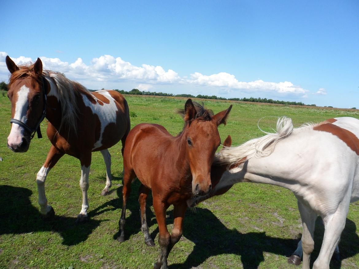 Anden særlig race Højersmindes Pegasus billede 17
