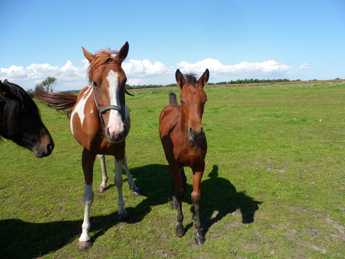 Anden særlig race Højersmindes Pegasus billede 8