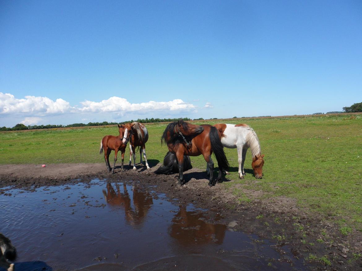 Anden særlig race Højersmindes Pegasus billede 20