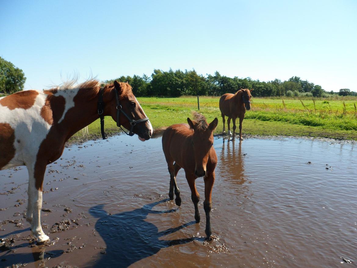 Anden særlig race Højersmindes Pegasus billede 16