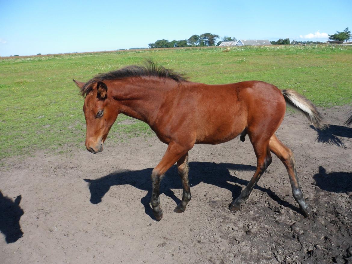 Anden særlig race Højersmindes Pegasus billede 19