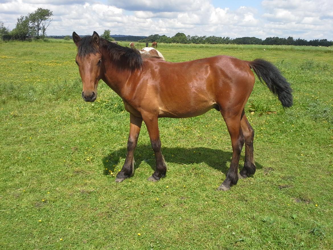 Anden særlig race Højersmindes Pegasus billede 4