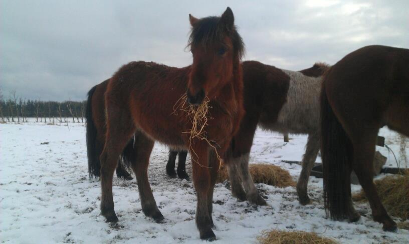 Anden særlig race Højersmindes Pegasus billede 13