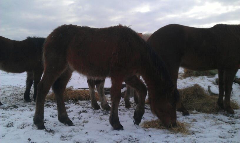 Anden særlig race Højersmindes Pegasus billede 14