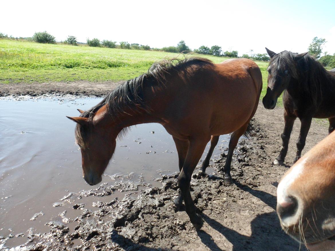 Anden særlig race Højersmindes Pegasus billede 18