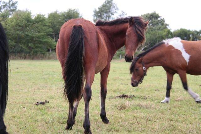 Anden særlig race Højersmindes Pegasus billede 9