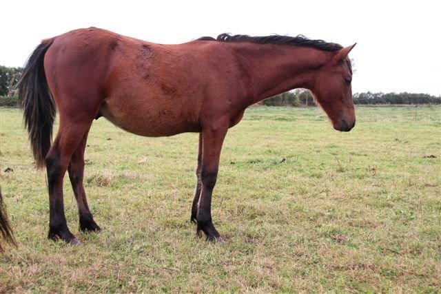 Anden særlig race Højersmindes Pegasus billede 10