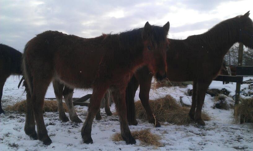 Anden særlig race Højersmindes Pegasus billede 15