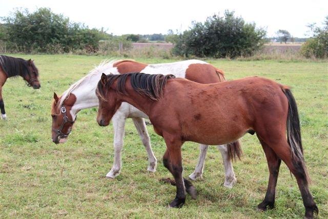 Anden særlig race Højersmindes Pegasus billede 12