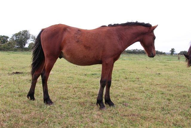 Anden særlig race Højersmindes Pegasus billede 11