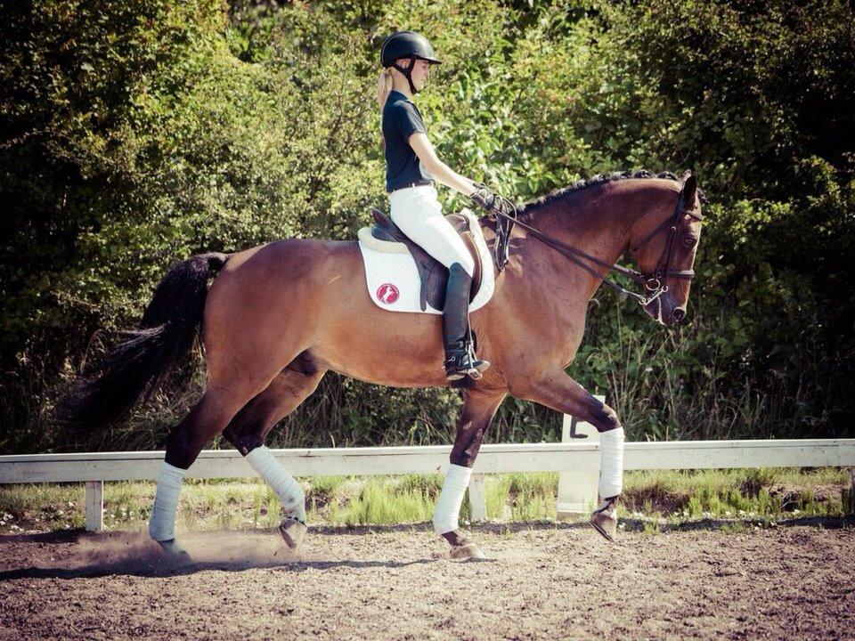 Dansk Varmblod Jako's Barabas - Juli 2014, foto: Line Hald billede 15