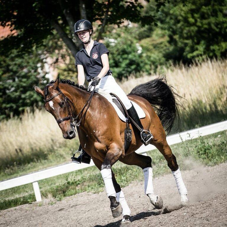 Dansk Varmblod Jako's Barabas - Juli 2014, foto: Line Hald billede 2