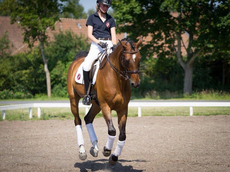 Dansk Varmblod Jako's Barabas - Juli 2014, foto: Line Hald billede 7