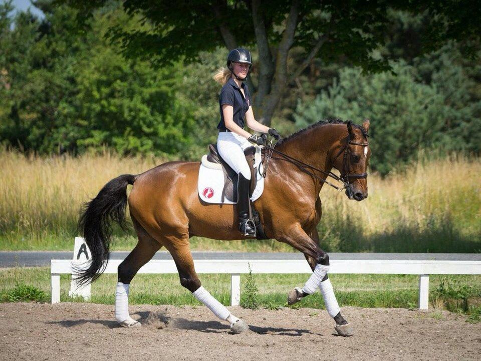 Dansk Varmblod Jako's Barabas - Juli 2014, foto: Line Hald billede 3