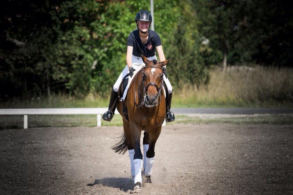 Dansk Varmblod Jako's Barabas - Juli 2014, foto: Line Hald billede 4