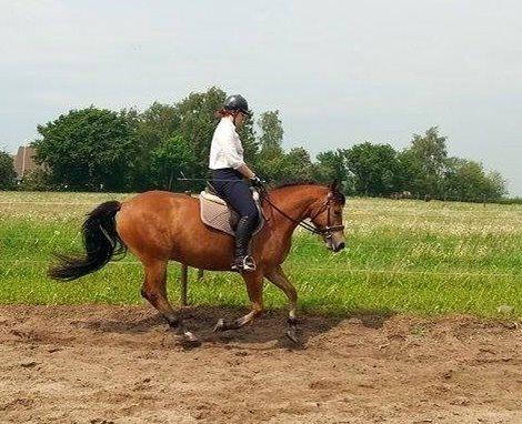 Knabstrupper Nørrebøgegaardens Macon SOLGT billede 8