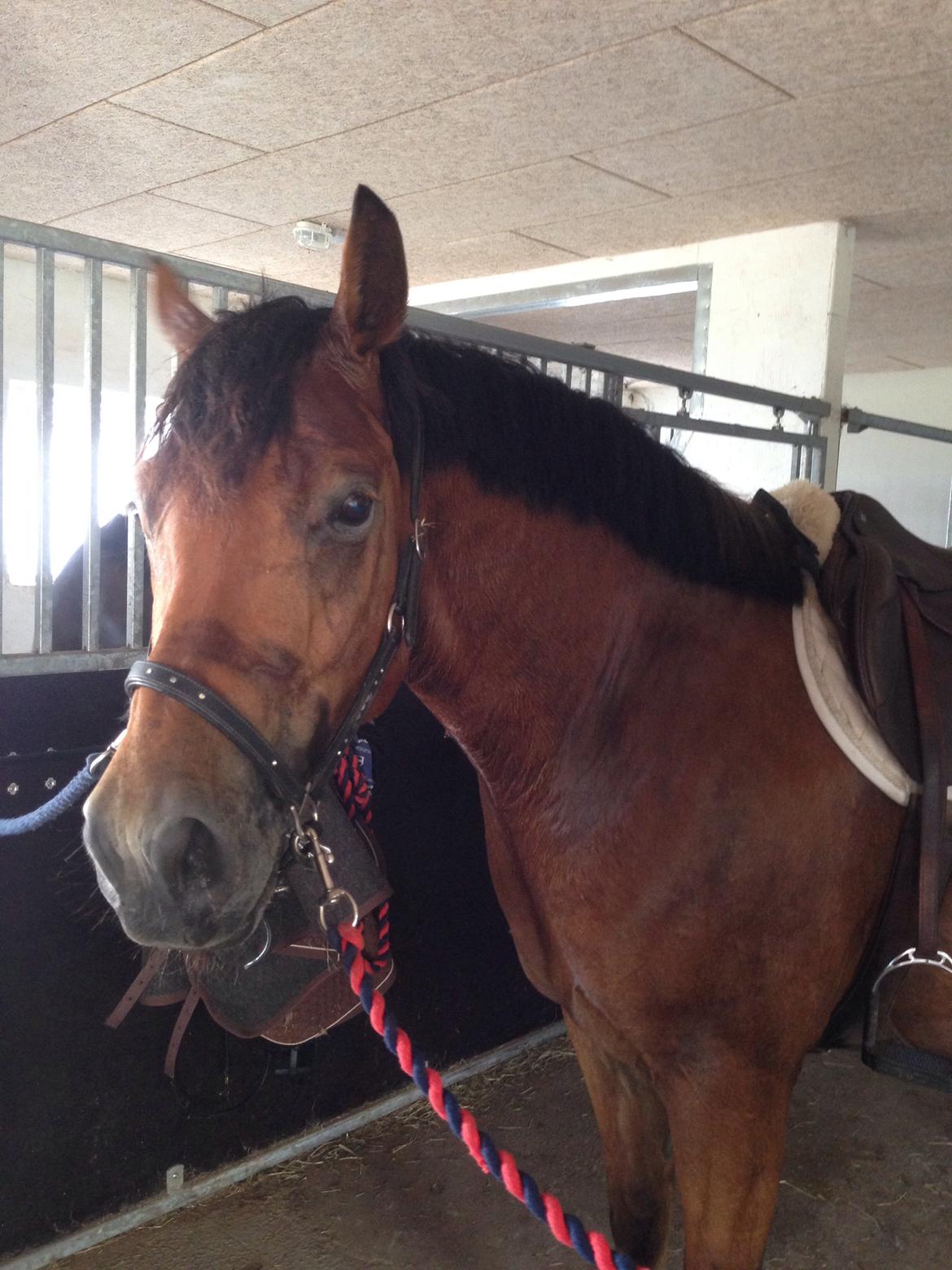 Knabstrupper Nørrebøgegaardens Macon SOLGT billede 11