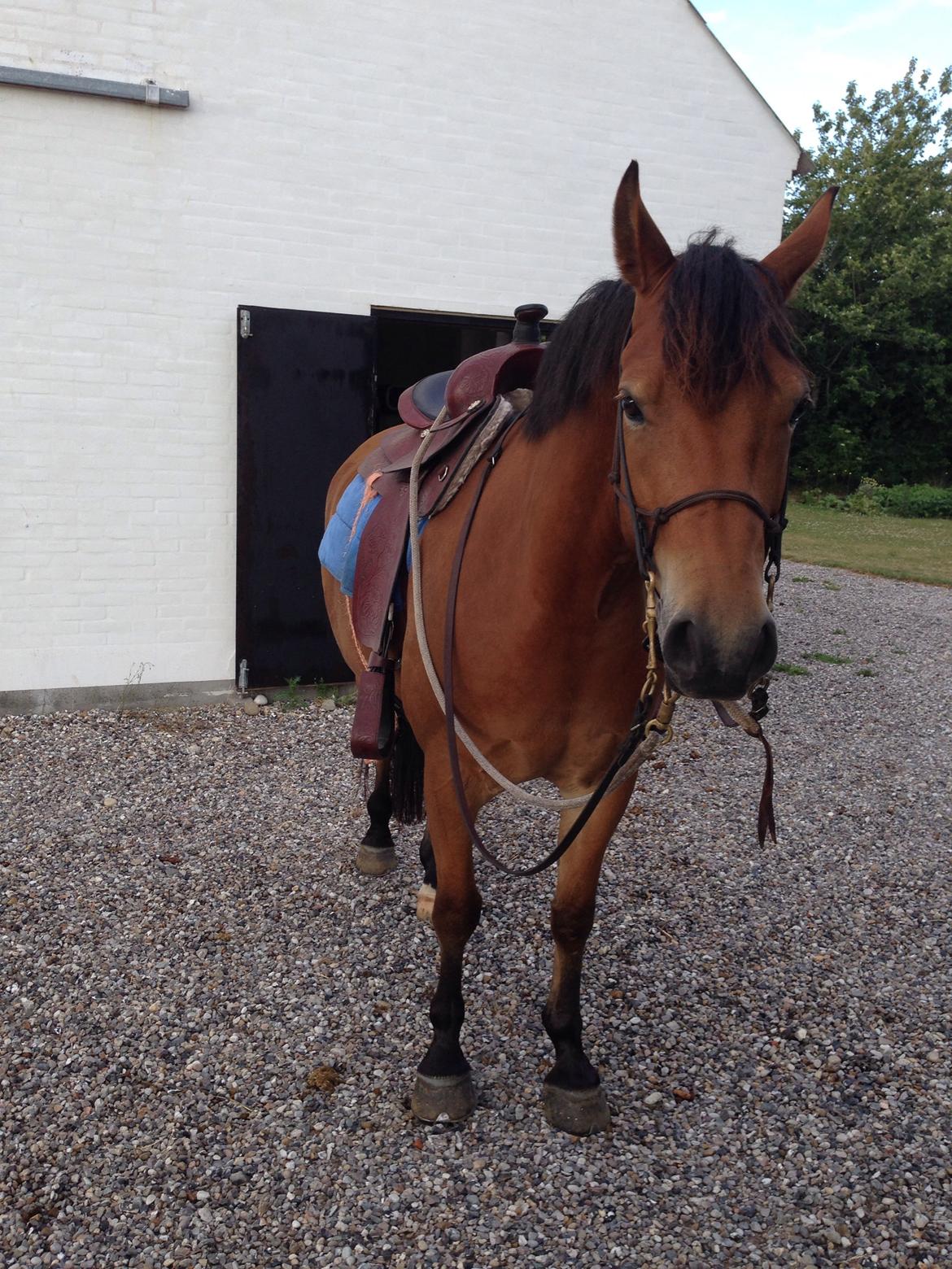 Knabstrupper Nørrebøgegaardens Macon SOLGT billede 12
