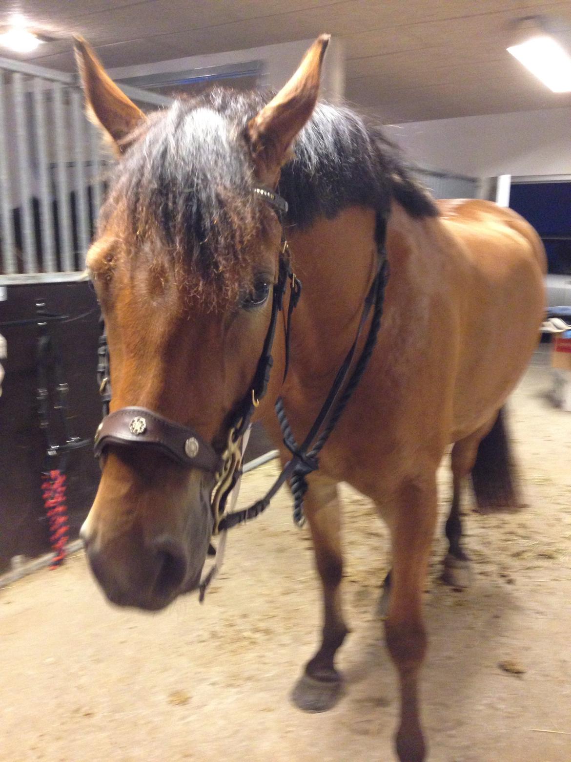 Knabstrupper Nørrebøgegaardens Macon SOLGT billede 13