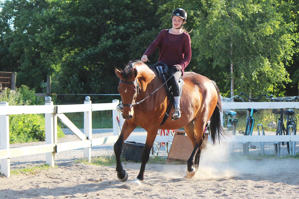 Dansk Varmblod Kanwas Frydenlund - D.10/7-14 billede 11