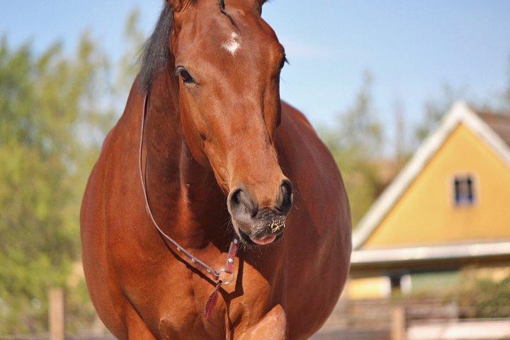 Dansk Varmblod Kanwas Frydenlund - Foråret 2014// Min Dejlige dreng <3 billede 7