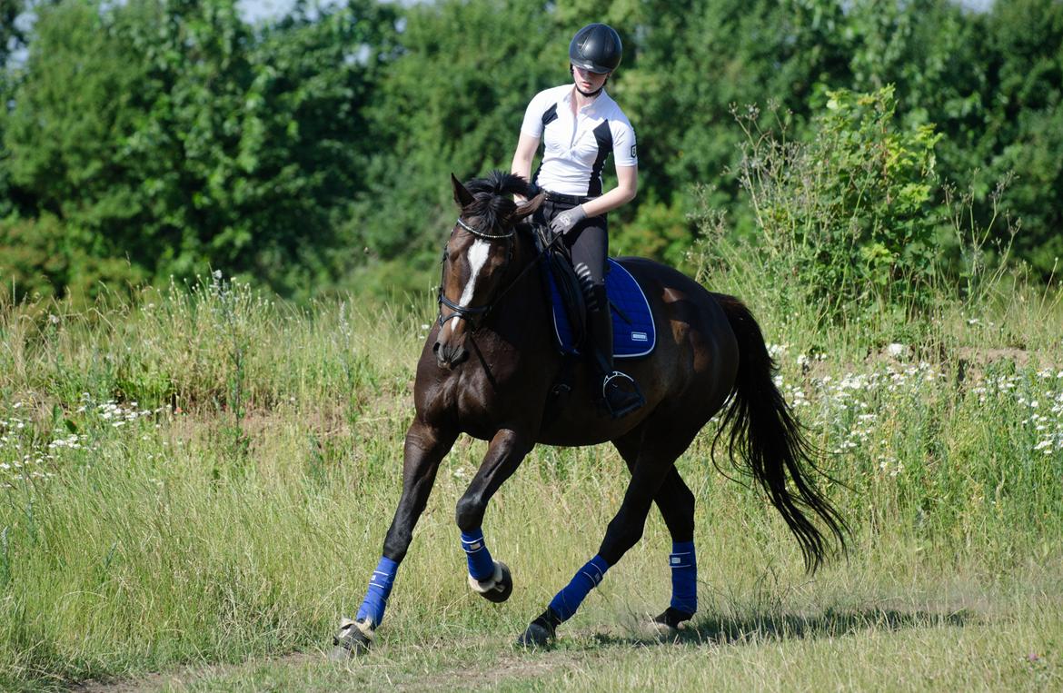 Dansk Varmblod Stald Nyborgs Chantell - Dressurundervisning v. Helge Brosbøll d. 10.07.2014 - Über stjernehest! <3 . Foto: Anita Rasmussen billede 28