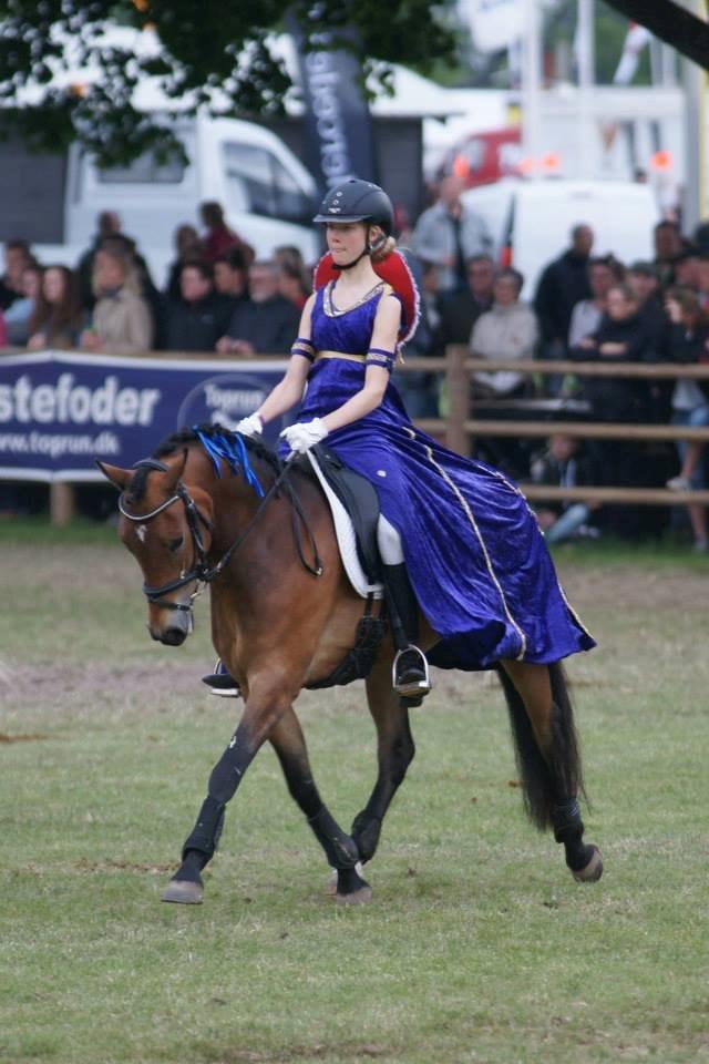 New Forest Gaia Hippios - Roskilde dyrskue 2014  billede 10