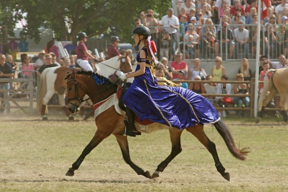 New Forest Gaia Hippios - Roskilde dyrskue 2014 billede 11