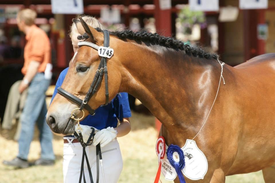 New Forest Gaia Hippios - gaia til kåring på roskilde dyrskue goldhoppe.. 2014 billede 13