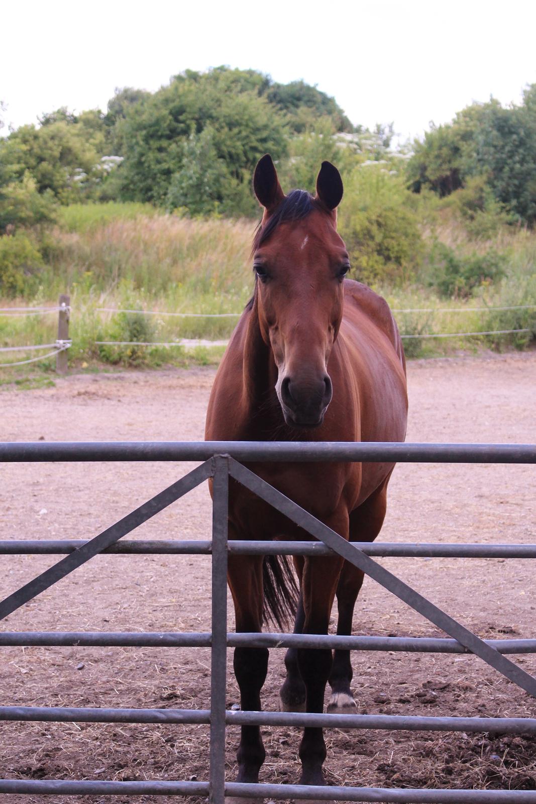 Dansk Varmblod Raypawers believe billede 12