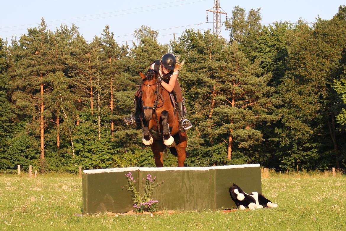 Dansk Varmblod Raypawers believe - første terræn træning sammen billede 4