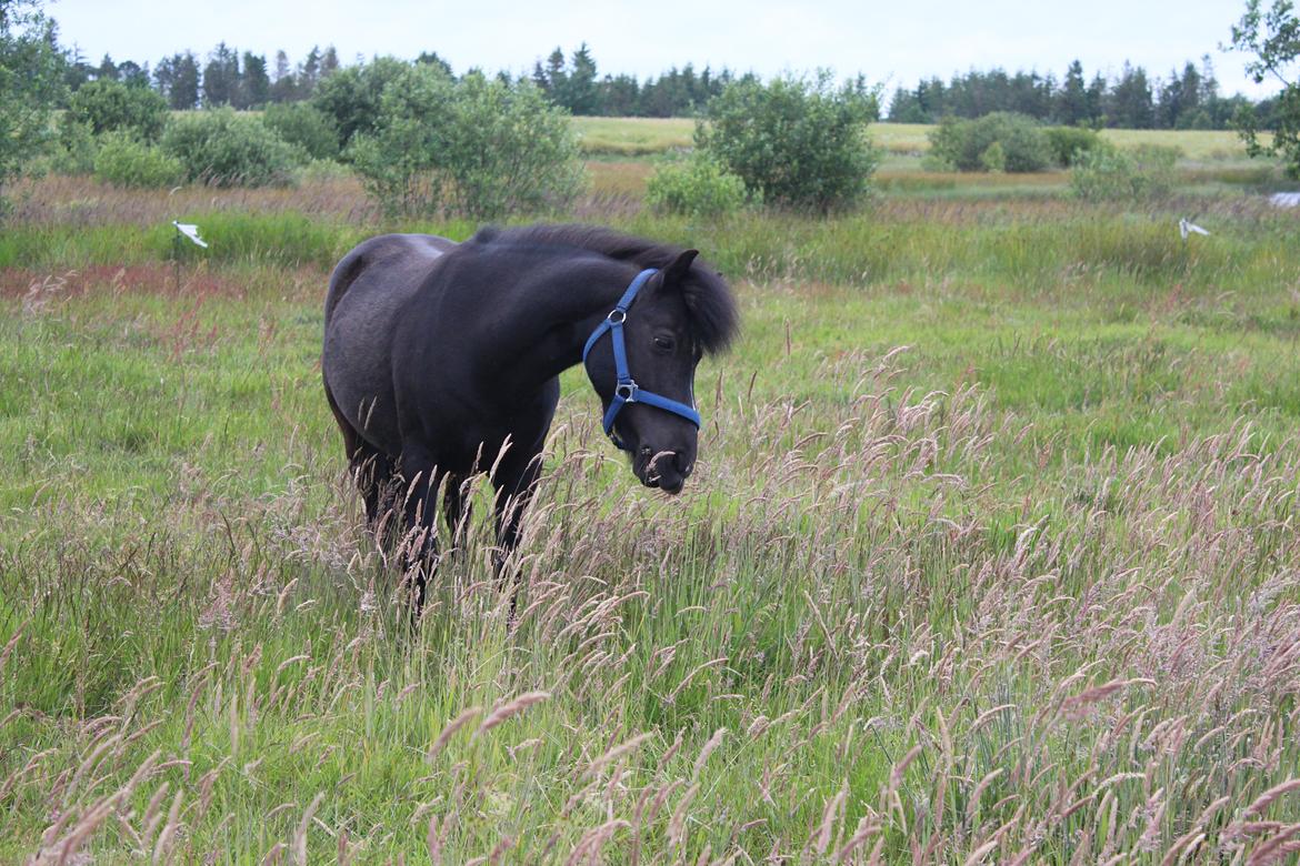 Anden særlig race Tarzan - Hygger sig på folden :) billede 24