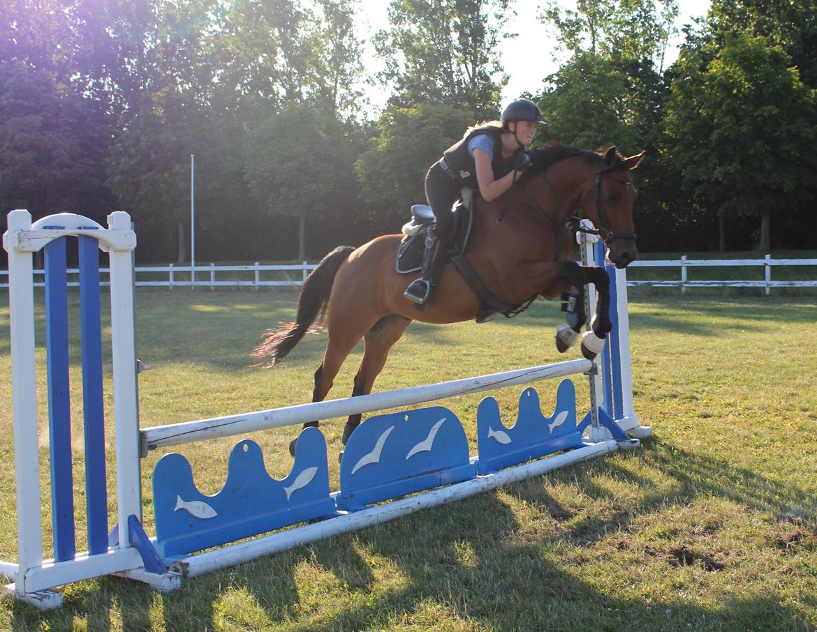 Dansk Varmblod Raypawers believe - første springtræning sammen billede 6