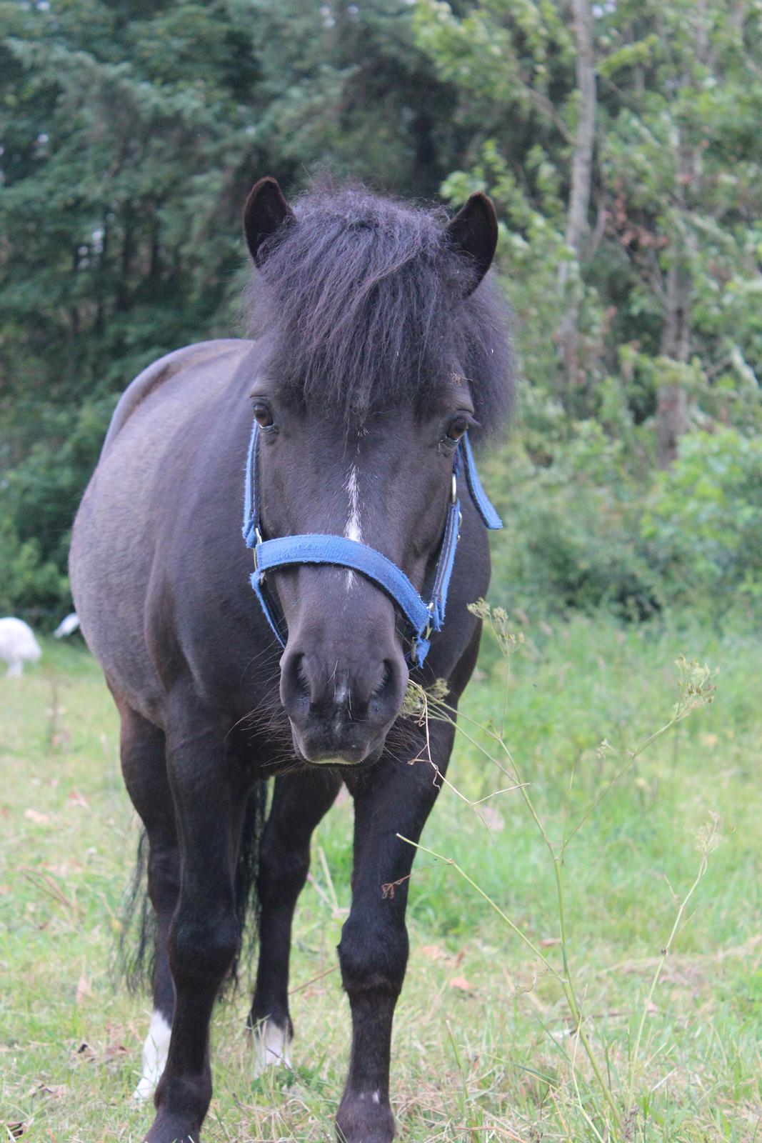 Anden særlig race Tarzan billede 1