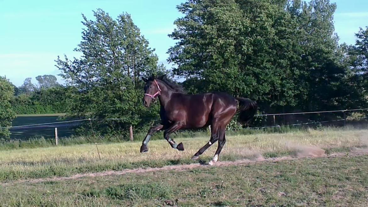 Oldenborg Medina af legaardslund billede 33