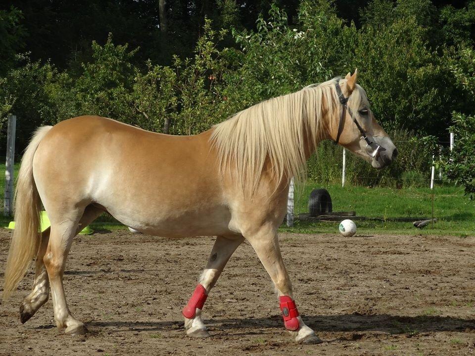 Haflinger Wictoria Sandgergaard 