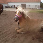 Haflinger LUCKY