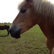 Haflinger LUCKY