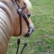 Haflinger LUCKY